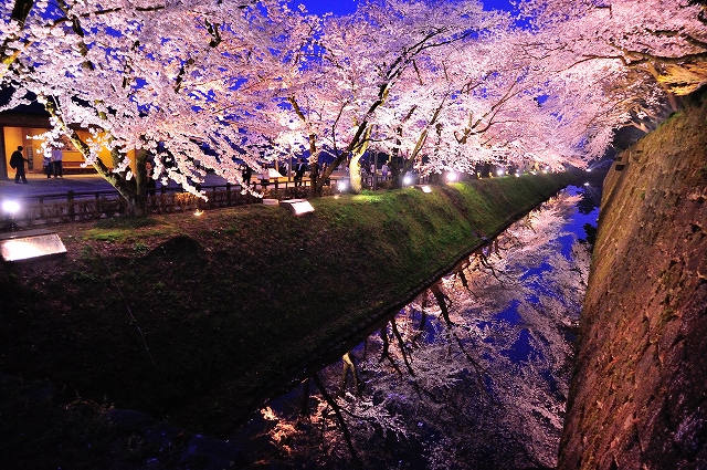 日本三大名園の一つ「兼六園」で桜見物
